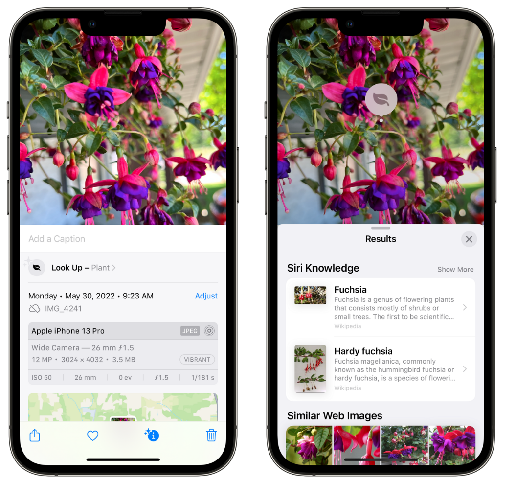 克什克腾苹果手机维修分享小技巧：使用 iPhone 相机识别花卉植物 